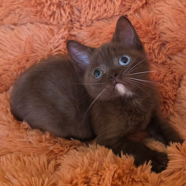 Dayzy British Shorthair male, chocolate with white