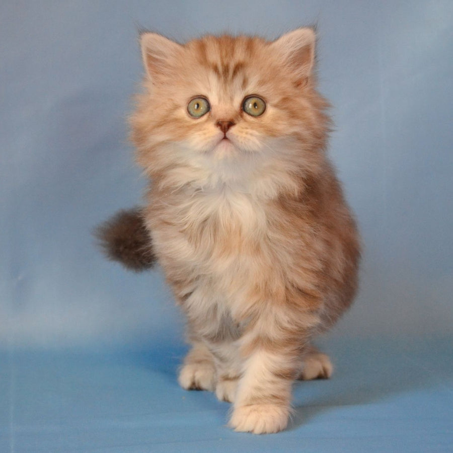 Rachel Scottish Straight female, black tortie silver tabby