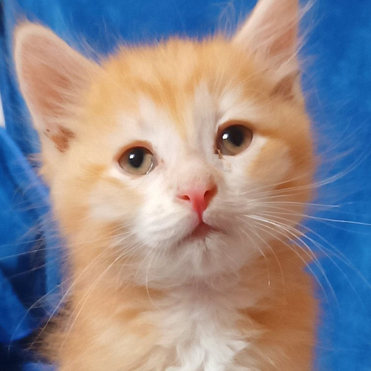 Elvis Siberian male, red tabby