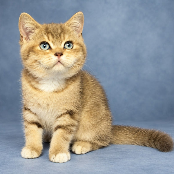 Leopold British Shorthair male, chocolate golden tabby with white