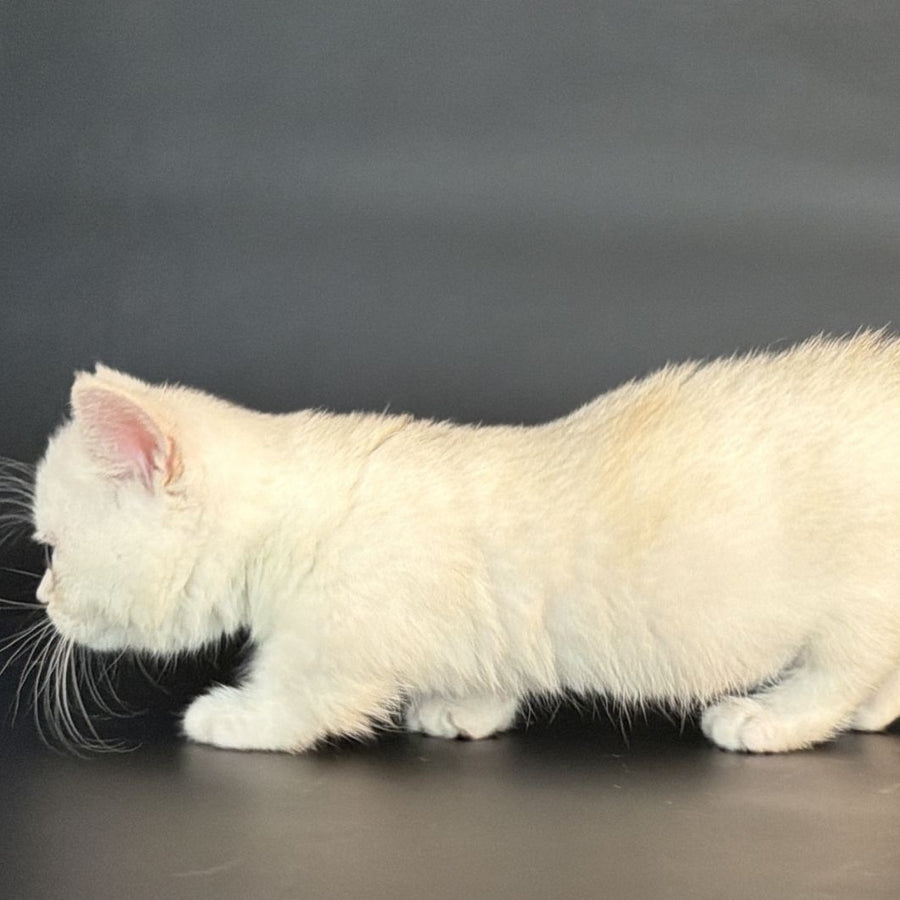 Rusty Munchkin male, black silver shaded