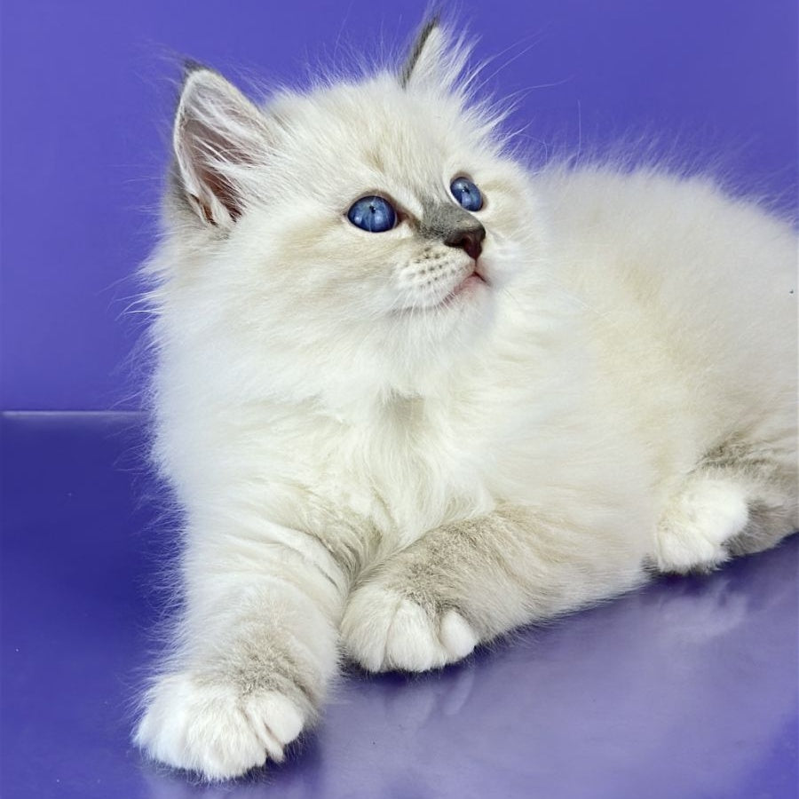 Zephire Siberian male, blue tabby pointed with white