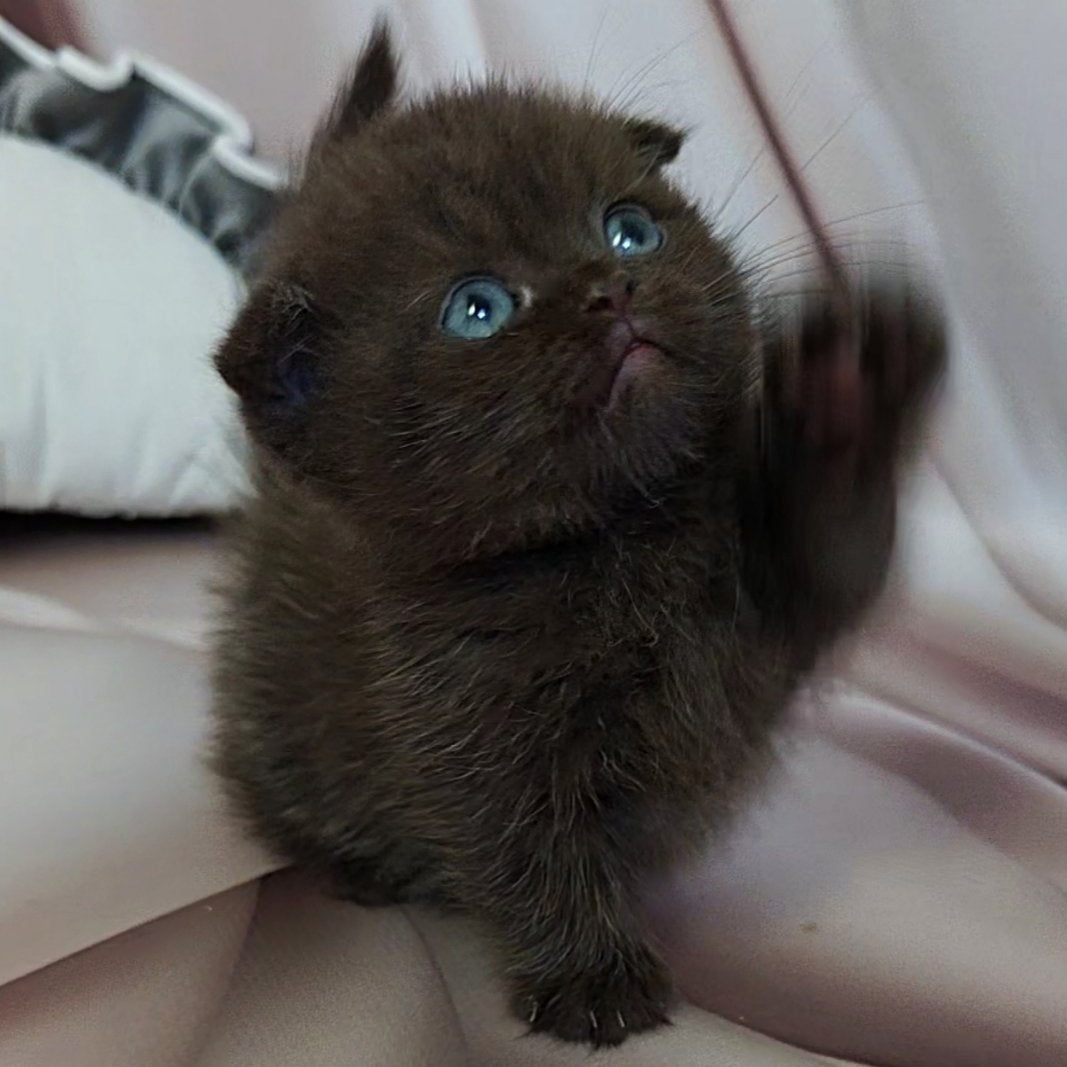 Atlas Munchkin male, black
