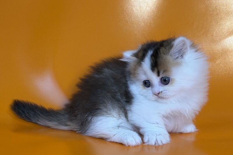 Yestin Munchkin male black golden ticked tabby - live animals