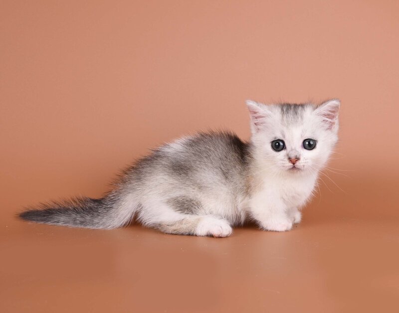 Iris Munchkin female, black silver ticked tabby bicolour