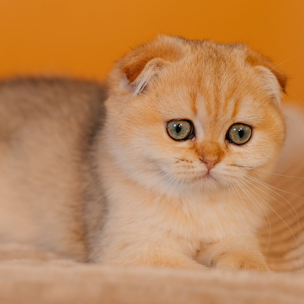 Feride Scottish Fold female, black golden shaded