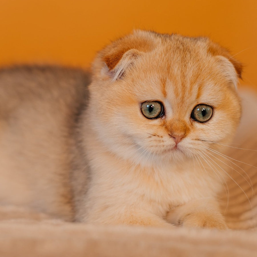 Feride Scottish Fold female, black golden shaded