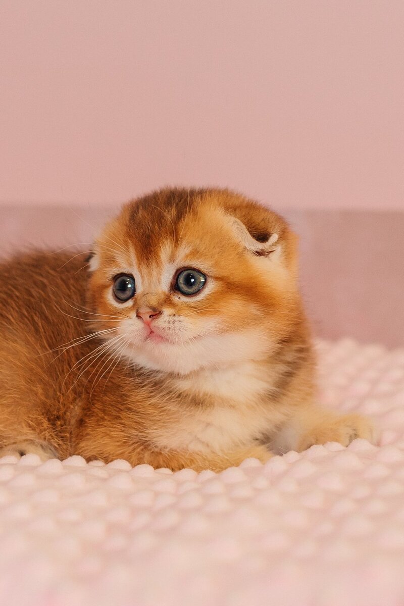 Vangog Scottish Fold male, black golden ticked tabby