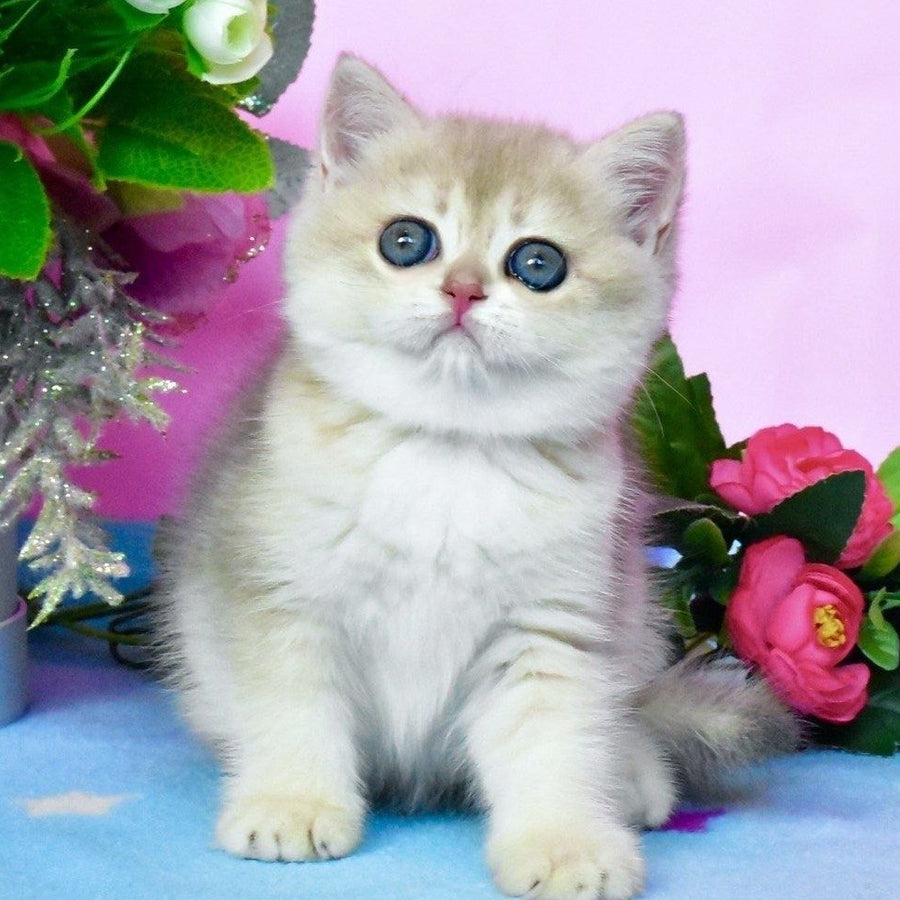 Chloya British Shorthair female, blue golden chinchilla