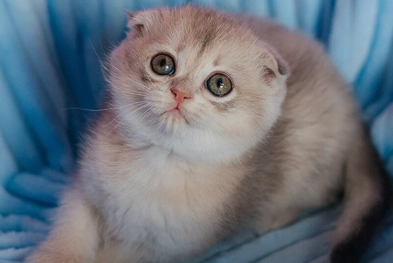 Fanny Scottish Fold female blue golden shaded - live animals