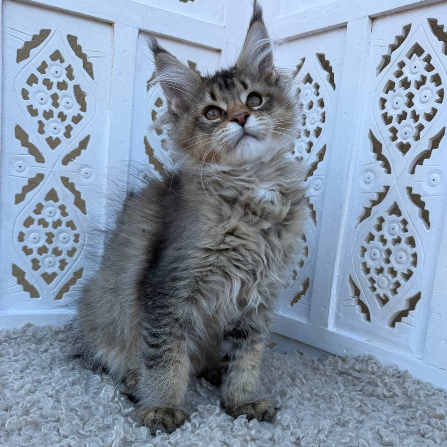 Bambi Maine Coon female, black ticked tabby