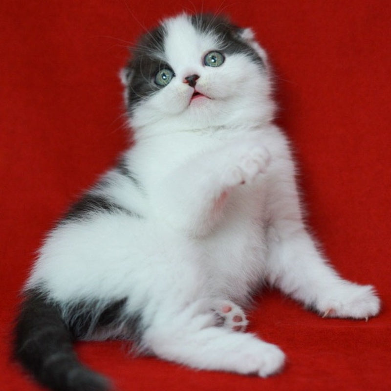 Tic Tac Scottish Fold male, black silver harlequin