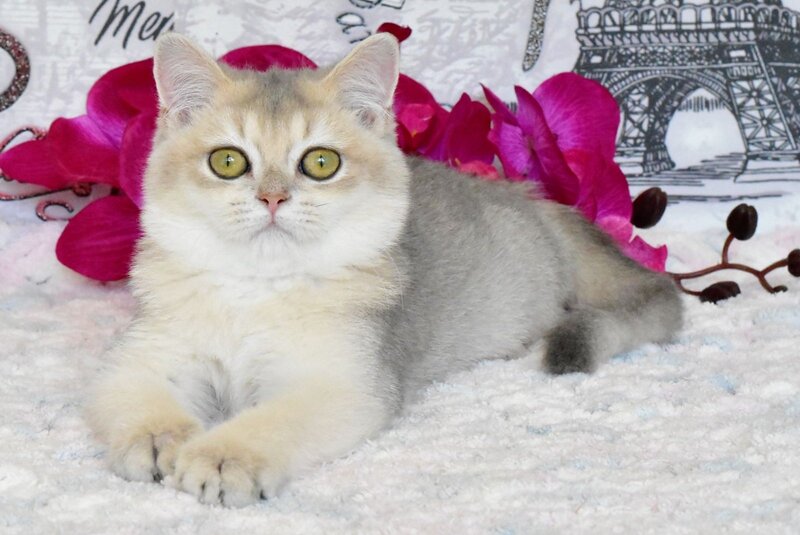 Sultan British Shorthair male, blue golden shaded