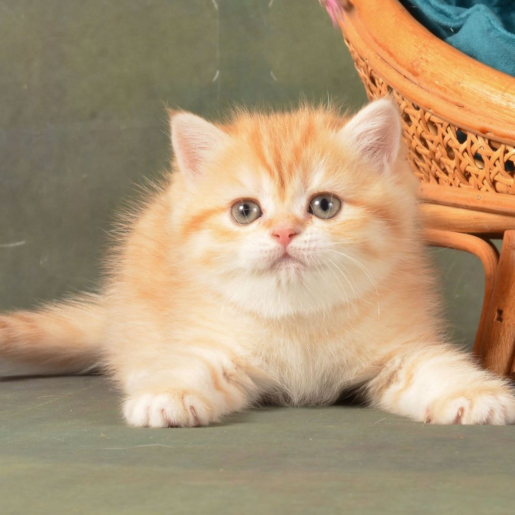 Ponochka British Shorthair female, cinnamon golden chinchilla