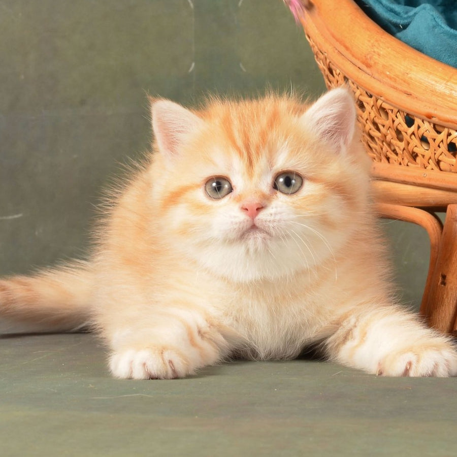 Ponochka British Shorthair female, cinnamon golden chinchilla
