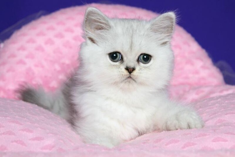 Yan Persian male, black silver shaded