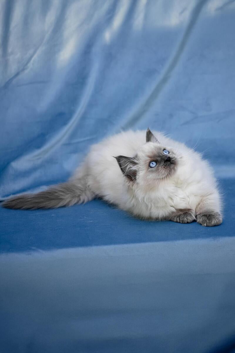Muffin Ragdoll male, blue pointed