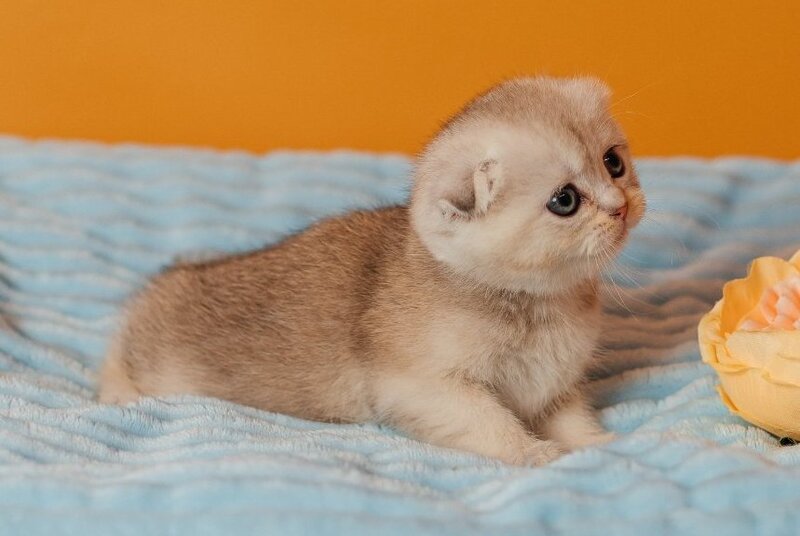 Vivian Scottish Fold female, black silver ticked tabby