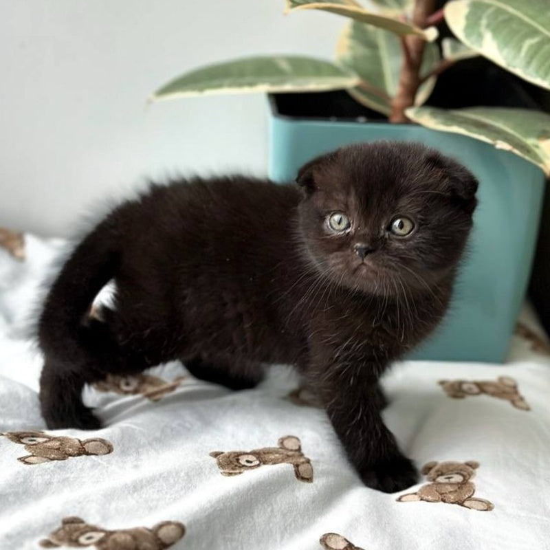 Nana Scottish Fold female, black