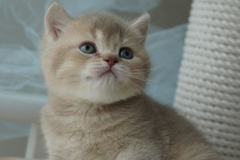 Ronan British Shorthair male, chocolate ticked tabby
