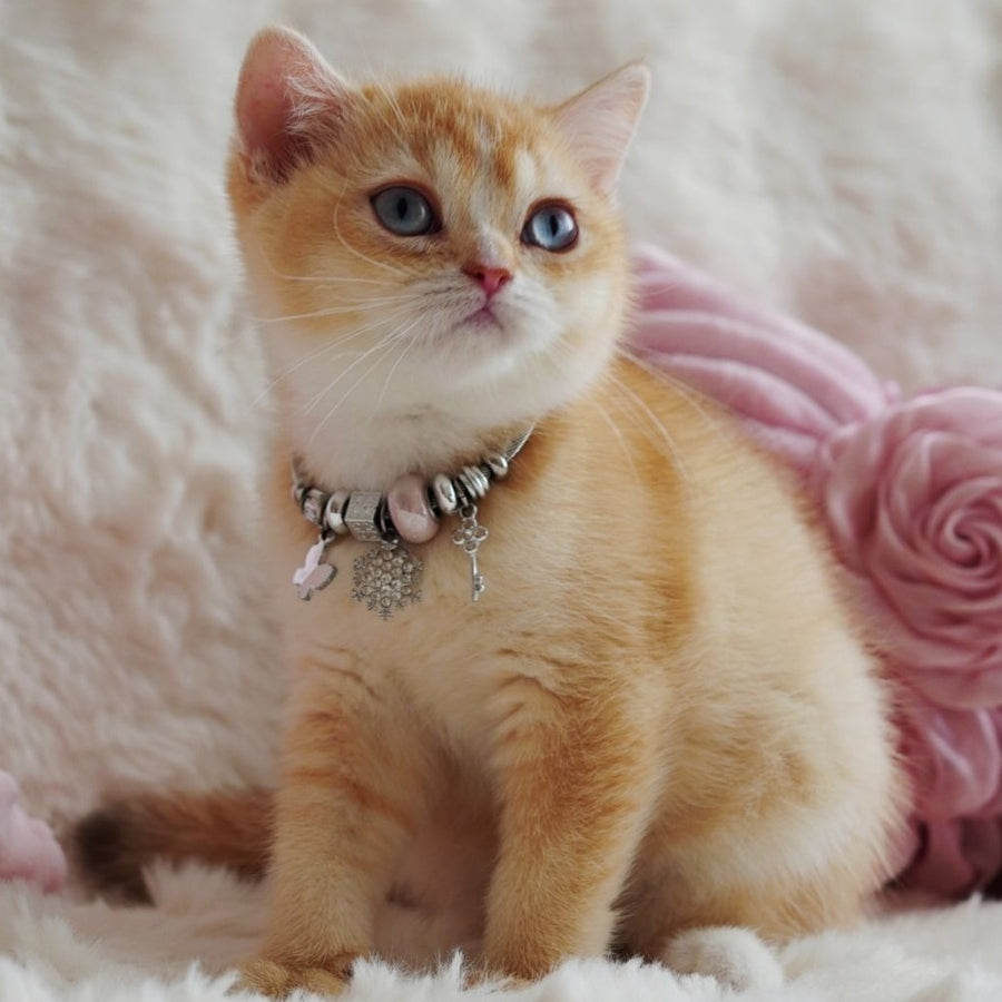 Violet British Shorthair female, chocolate tortie golden chinchilla with white