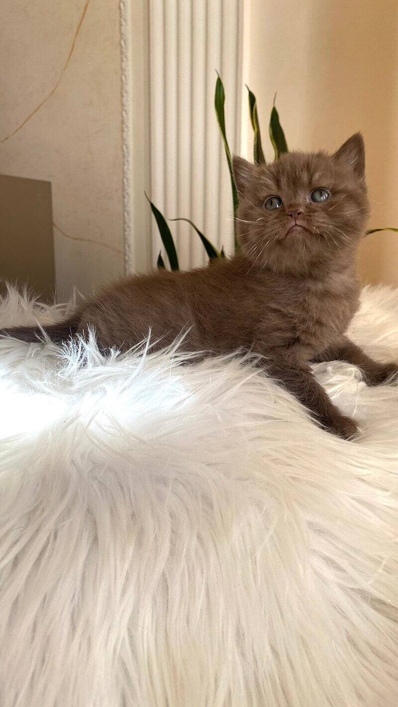 Zlata British Shorthair female chocolate - live animals