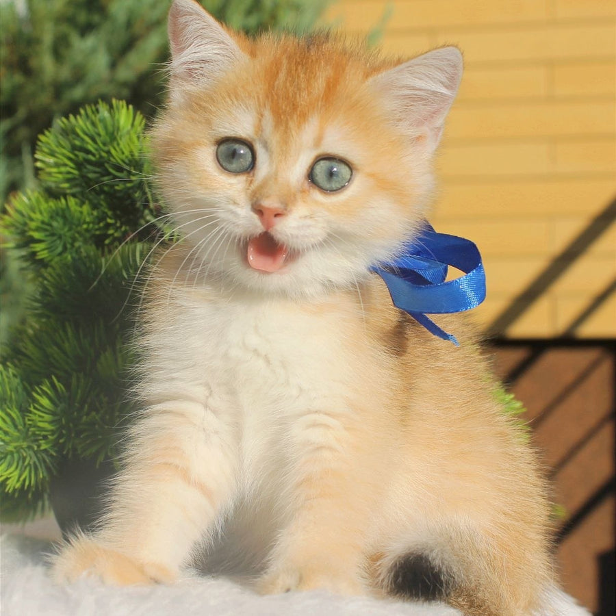 Hasan British Shorthair male, black golden shaded