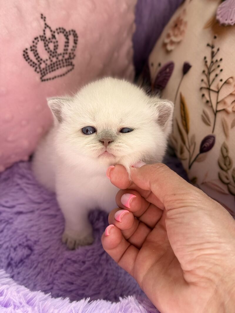 Beauty British Shorthair female fawn pointed - live animals