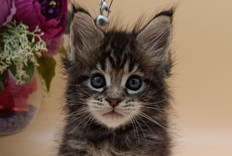 Diamond Maine Coon male, black silver tabby