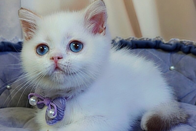 Kevin British Shorthair male cinnamon golden chinchilla pointed - live animals