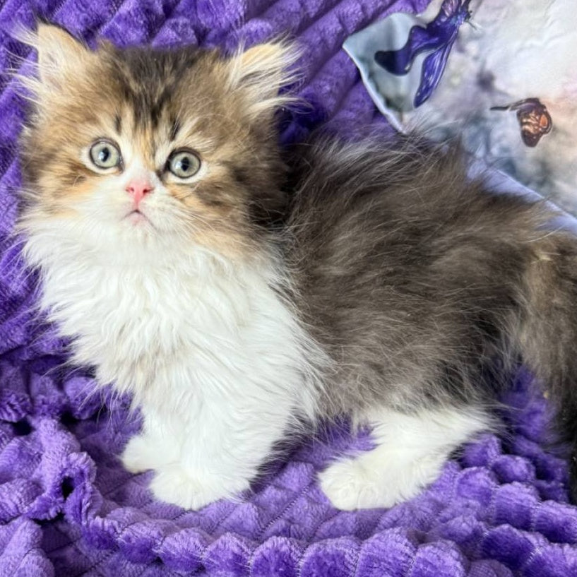 Vasilisa British Longhair female, black tortie ticked tabby bicolour