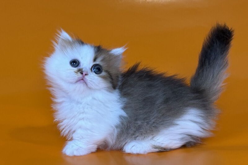 Yomar Munchkin male black golden ticked tabby - live animals