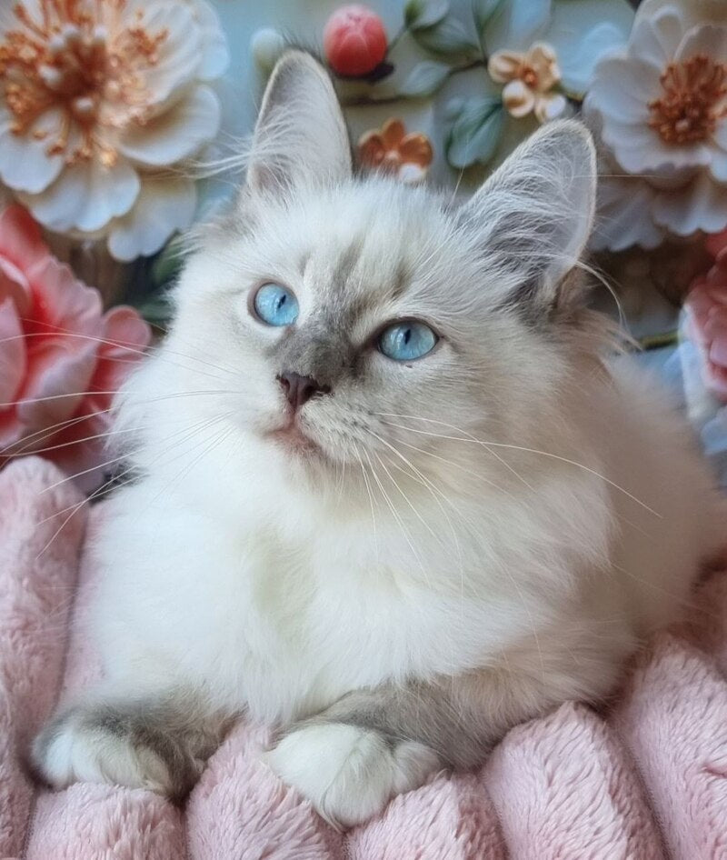 Pearl Siberian female, blue tabby pointed with white