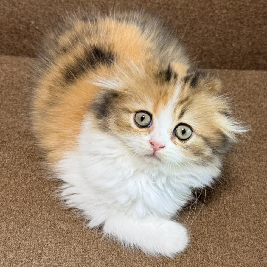 Carmelita Scottish Fold female, black tortie bicolour
