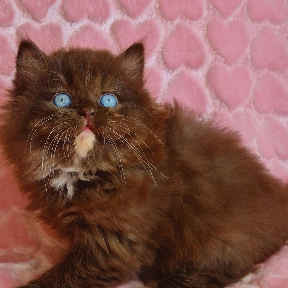 Izolda British Longhair female, chocolate with white