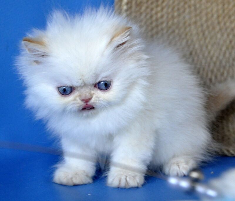 Boston Persian male cream pointed - live animals