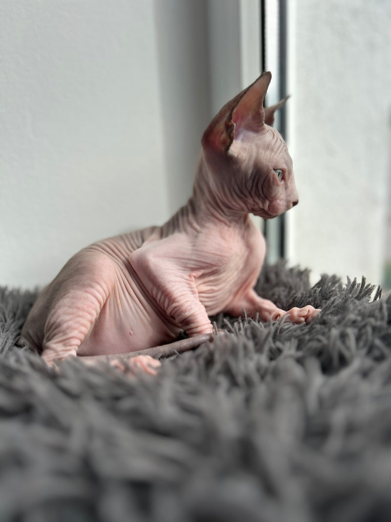 Stich Canadian Sphynx male, black