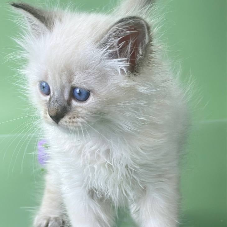 Archer Siberian male, seal tabby pointed