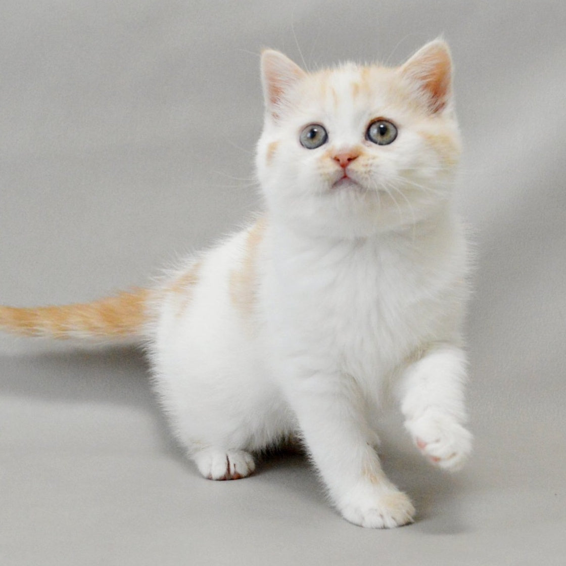 Xenia Scottish Straight female, red silver tabby bicolour