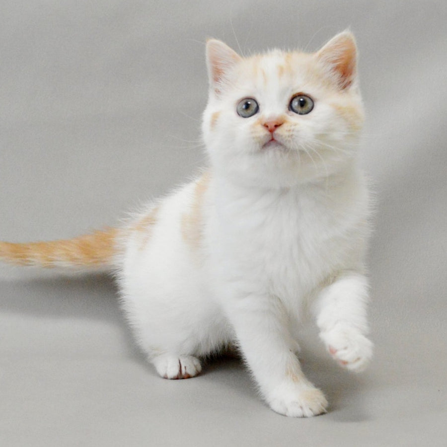 Xenia Scottish Straight female, red silver tabby bicolour