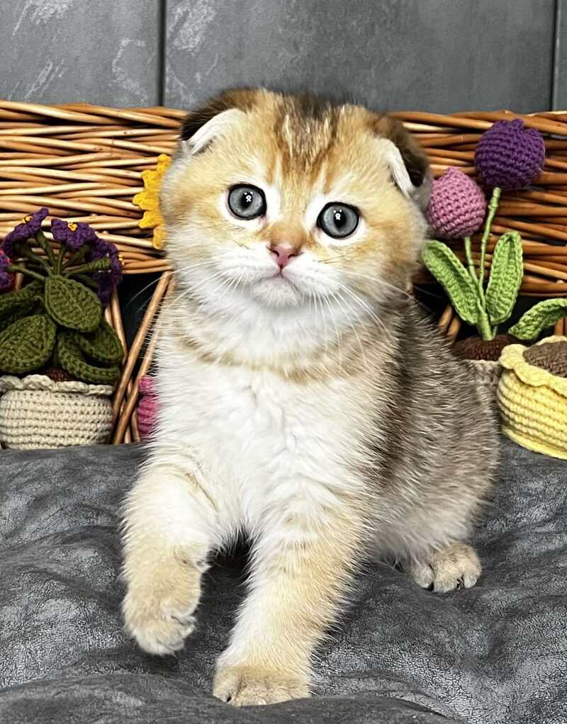 Konan Scottish Fold male black golden ticked tabby - live animals