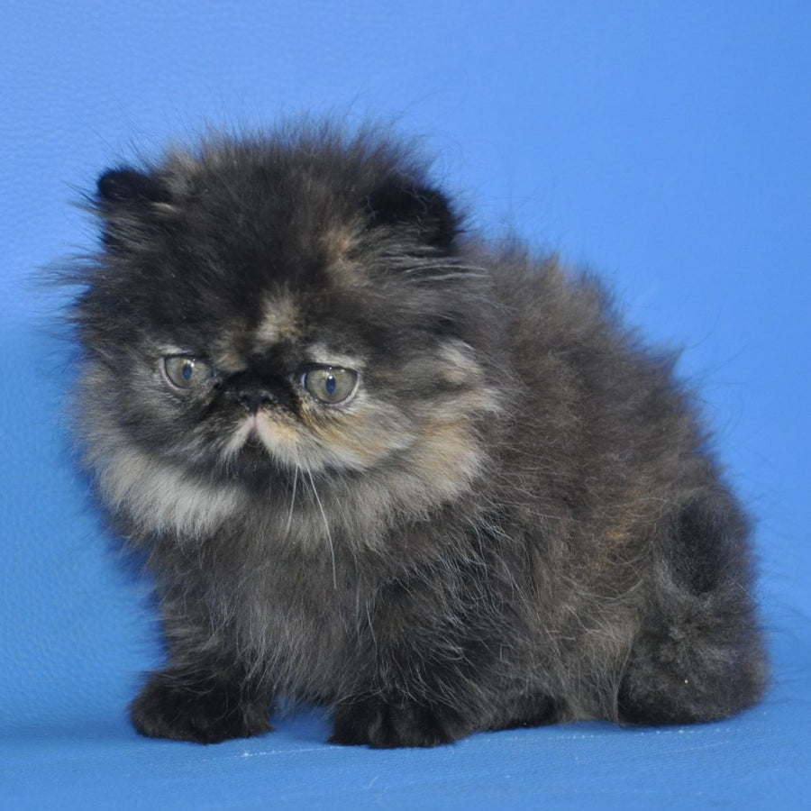Naomi Persian female, black tortie tabby