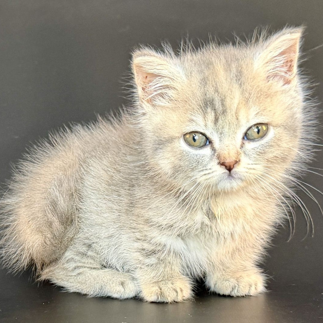 Arrow Munchkin female, blue tortie tabby