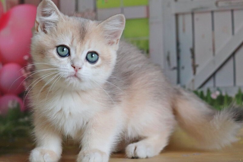 Preston British Shorthair male, black golden chinchilla