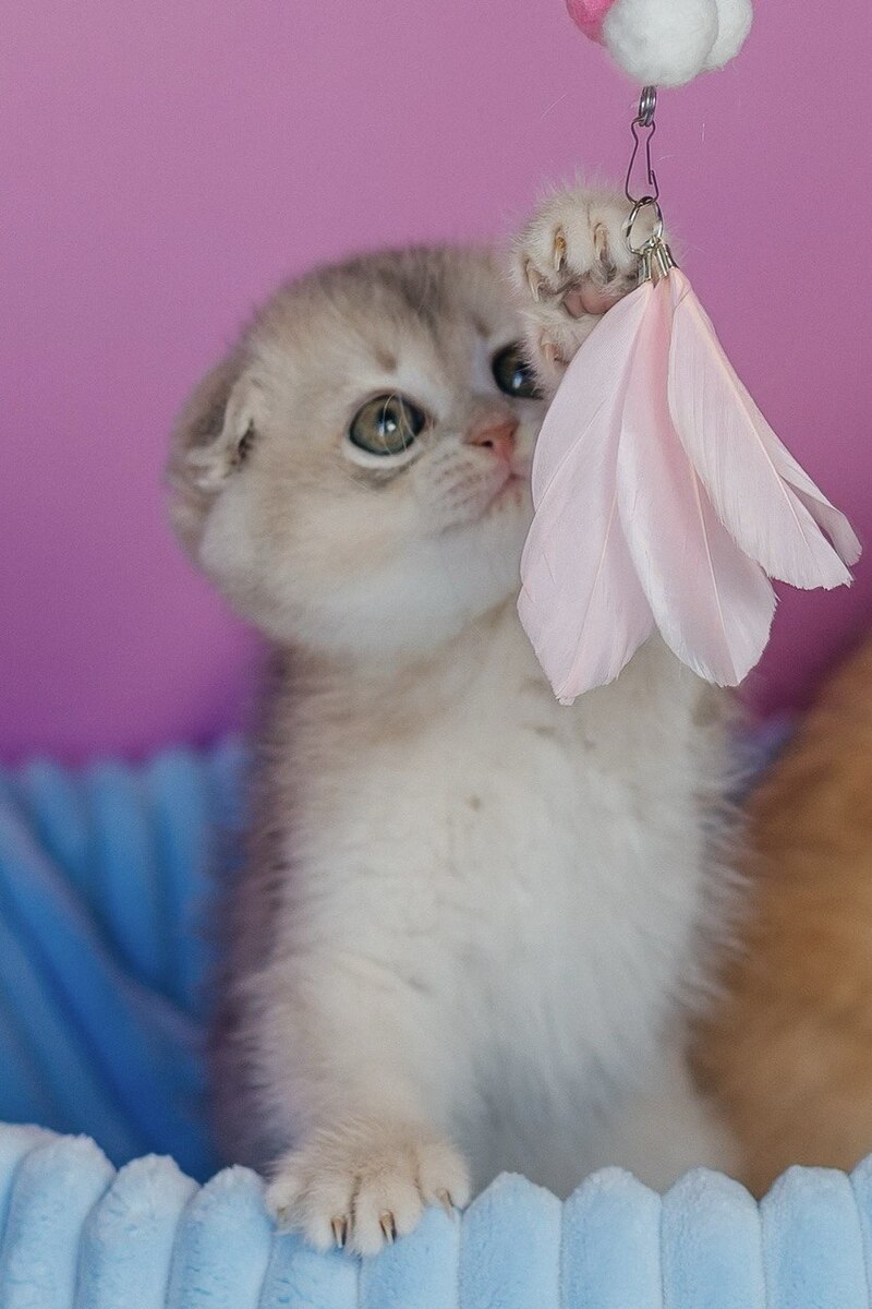 Fanny Scottish Fold female blue golden shaded - live animals
