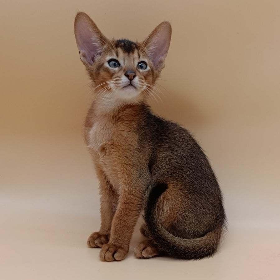 Morgan Abyssinian male, ruddy