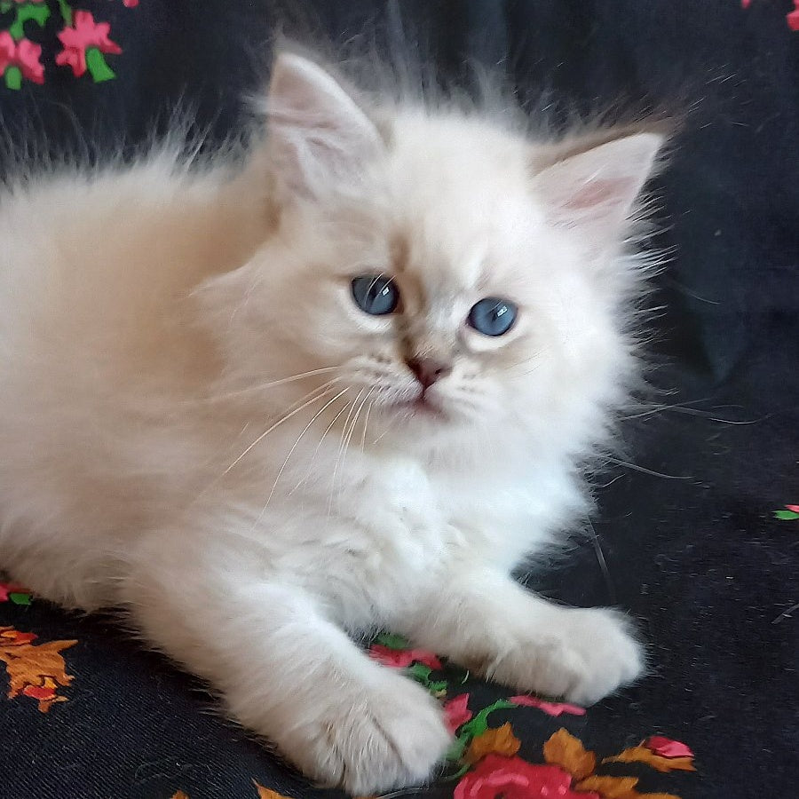 Mathias Siberian male, blue tabby pointed