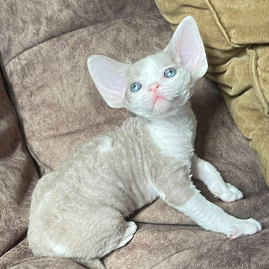 Vania Devon Rex male, fawn bicolour