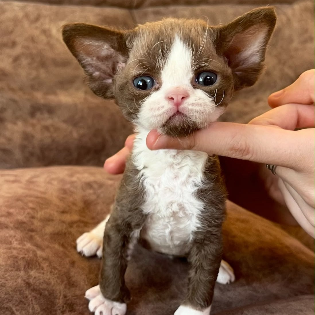 Valentin Devon Rex male, chocolate bicolour
