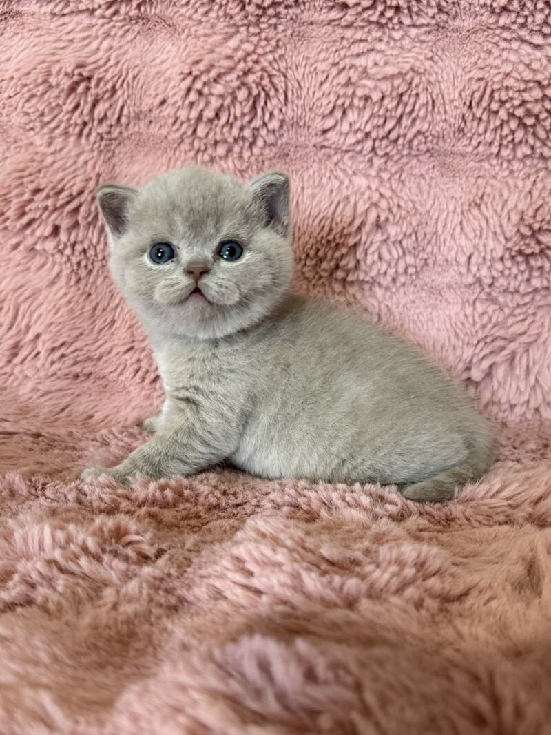 Boston British Shorthair male lilac - live animals